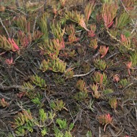 Suaeda maritima (L.) Dumort.